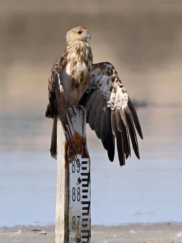 Whistling Kite (Haliastur sphenurus)